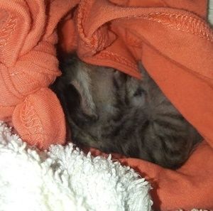 Meet your Posher, Paula